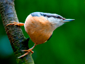 Boomklever / European Nuthatch