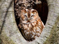 Bosuil / Tawny Owl