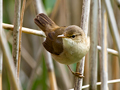 Kleine Karekiet / Reed Warbler